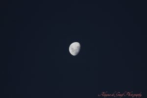 IMG_0315