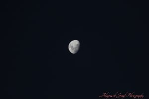 IMG_0316